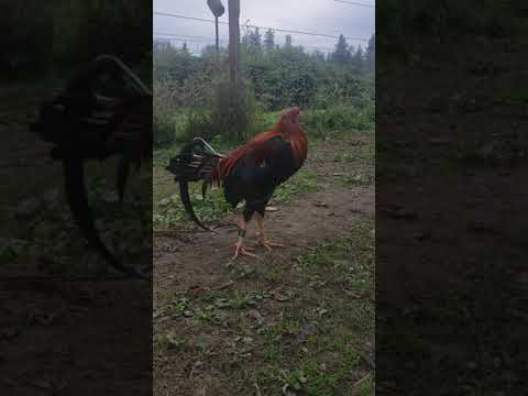 Pure Larry Romero yellow leg hatch, freshly dubbed!!!