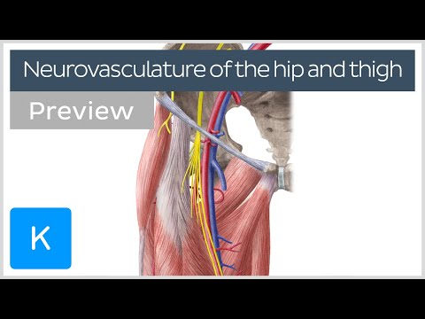 Hip and thigh: Arteries, veins and nerves (preview) - Human Anatomy | Kenhub
