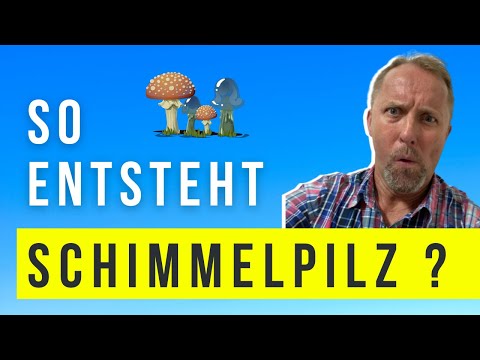 Das ist der wahre Grund für Schimmelpilz in der Wohnung (DAS sagt dir niemand)
