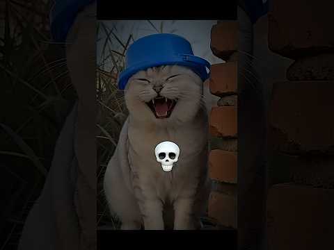 Funny Cats #trollface #viral #edits