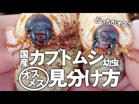 カブトムシとコガネムシの幼虫の見分け方は？両者の 5 つの違い + 写真とビデオ  庭園