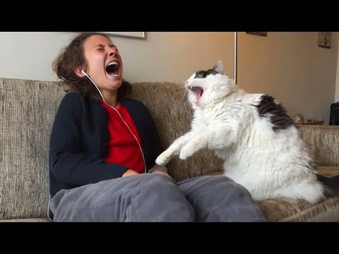 Cats Being Silly with Their Owners Funny Cat and Human Moments - YouTube