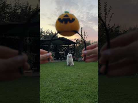 Running into the cozy season 🎃😍 #headbands #dog #samoyed #halloween #autumn