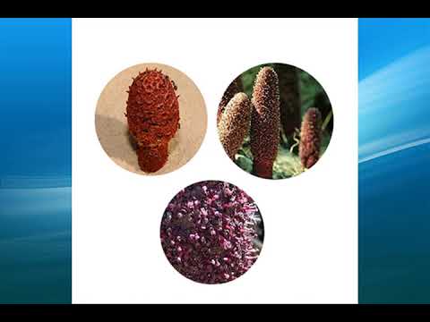 Cynomorium Coccineum Extract Powder