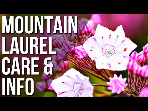 What You Should Know About The Mountain Laurel Plant | Mountain Laurel Plant Care Guide