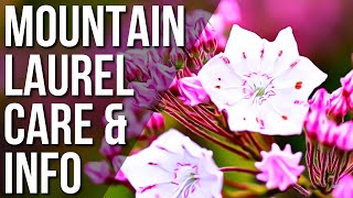 What You Should Know About The Mountain Laurel Plant | Mountain Laurel Plant Care Guide