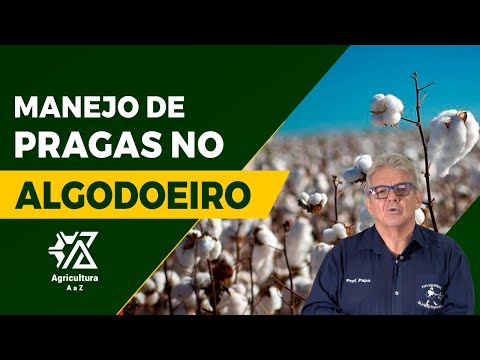 OS SEGREDOS DO MANEJO DE PRAGAS NO ALGODÃO