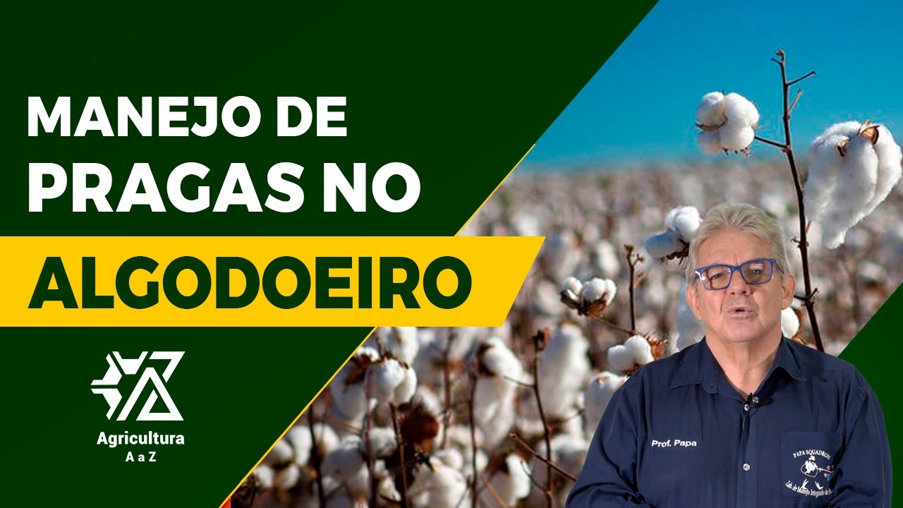 OS SEGREDOS DO MANEJO DE PRAGAS NO ALGODÃO