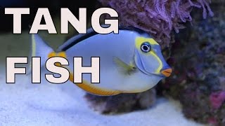 tang fish in 125 gallon saltwater aquarium : rotter tube reef