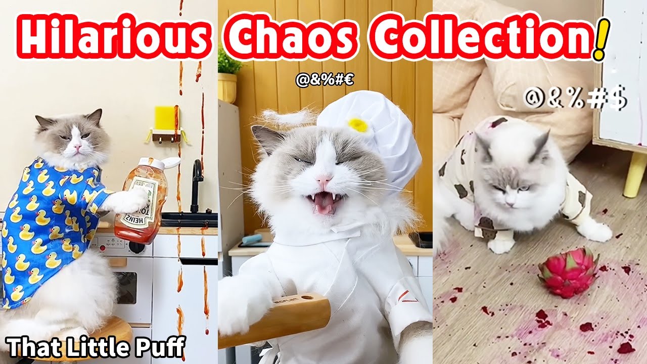 Hilarious Chaos Collection! | That Little Puff