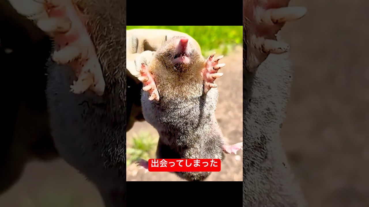 犬の拾ったものは・・・