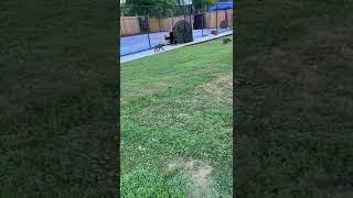 American Mastiff Puppies Videos
