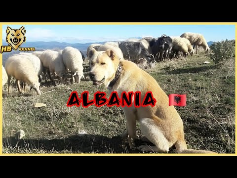 Moloss dog - native  mountain  shepherd  dog of Albania, molossus of epirus