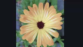 Ry Cooder - Dark end of the Street