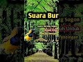 Suara Sogon Untuk Pikat Ampuh Banget