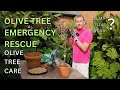 OLIVE TREE EMERGENCY RESCUE Olive Tree Care Top Tips