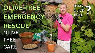 OLIVE TREE EMERGENCY RESCUE Olive Tree Care Top Tips