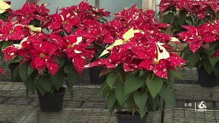 Cal Poly students grow and sell poinsettias for the holidays