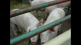 preview picture of video 'Pig feeding time at Rare Breeds Centre, Woodchurch, Kent UK'