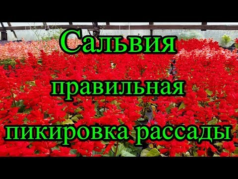 #Сальвия. Правильная пикировка рассады.