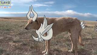 メガシンカの犬【ポケモンチャンピオンズ】