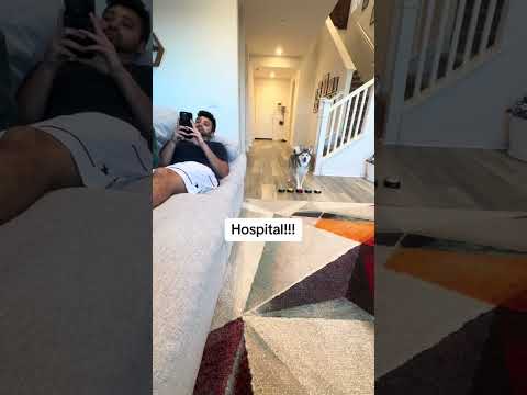 Sapphie la pomsky entrenando para cuando mamá entre en labor de parto