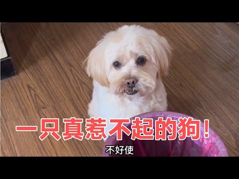 狗神明