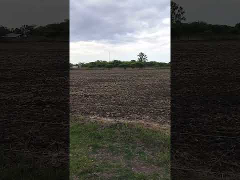 Lotes con sorgo forrajero, pradera para rollos y avena para pastoreo #Shorts #Campo #Ganaderia