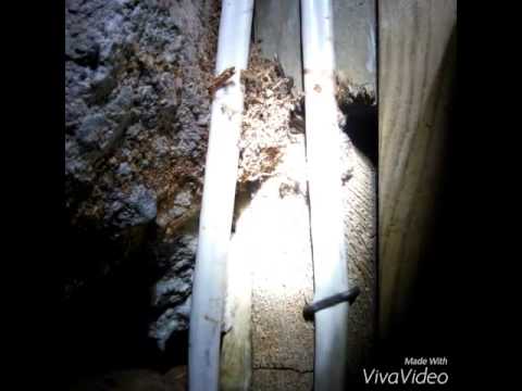 Carpenter Ants Found in the Basement & Eliminated in Atlantic Highlands, NJ