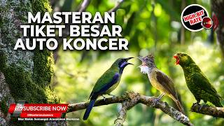 Download lagu 🔴 Live Cucak Cungkok Gacor Kunti vs Perkici Nembak Kasar Tajam vs Jengggot Greja Kasar mp3