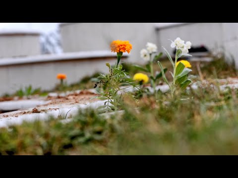 ما وراء الخدمة - حلقة (7) رحلة الزهور والورود