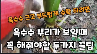 옥수수 꽃피고 뿌리가 보일때 이거 두가지만 해주면 옥수수가 크게 열려요~ 수확~#옥수수가을까지따먹는방법 #옥…
