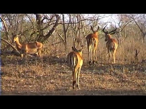 African Wildlife HD Part 1 - South Africa Kruger Park 24 - Travel Channel