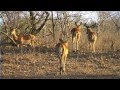 African Wildlife HD Part 1 - South Africa Kruger Park ...
