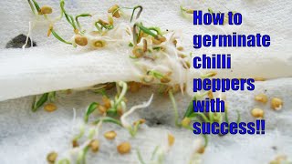 How to germinate chilli pepper seeds, paper towel method.