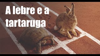 A lebre e a tartaruga - Mensagens de Reflexo - Mensagem de Paz - Palavra de Paz
