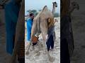 Camels Milk Traditional Villagelife Village Food Traditional Culture India