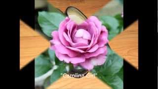 Everybody Come Join the Band  -  Bob "Catfish" Hodge