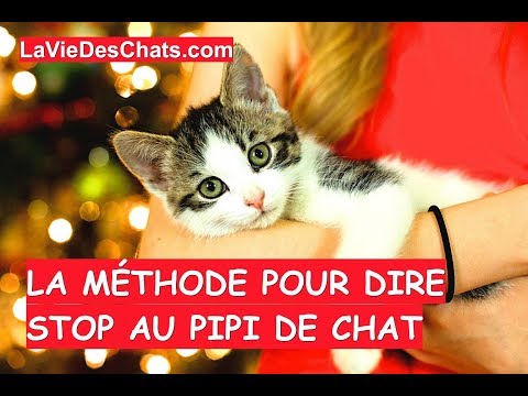 download lagu mp3 mp4 Pipi Du Chat, download lagu Pipi Du Chat gratis, unduh video klip Pipi Du Chat