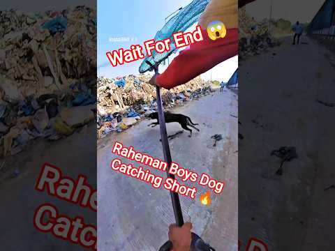 Dhurandhar Gang Ultimate Dog Catching #dogwithpublicsafety #dog #ytviral #pets #shorts #dogshorts