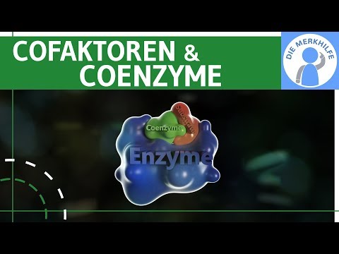Cofactors & Coenzymes - Enzymes simply explained - Formation & Examples - Metabolic Biology