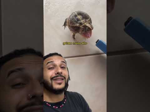 Por que esse SAPO grita DESESPERADAMENTE? | Biomesquita
