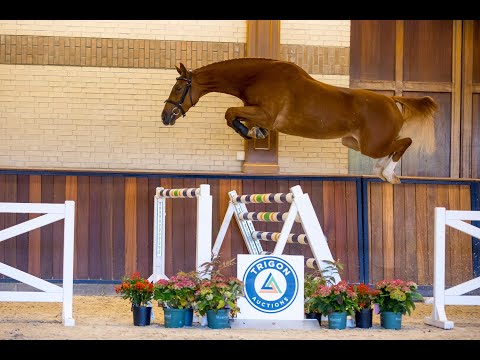 Odakilly (Arezzo VDL x For Pleasure) - Size 1.62m - Born 27-04-2019