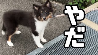 [生後4ヶ月]シェルティ散歩デビューしました🐾