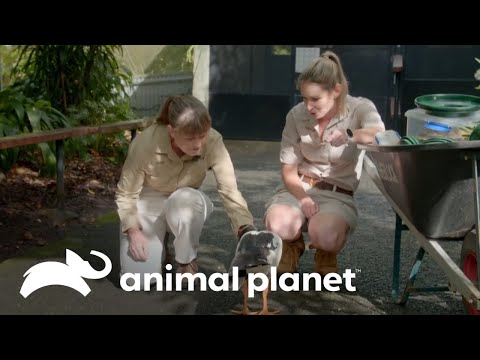 Capturando aves do zoológico para a sua transferência | A família Irwin | Animal Planet Brasil