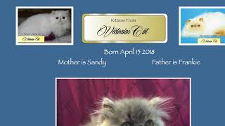 Sandy's Blue Cream Girl