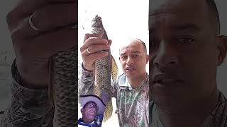 #fishing #nature #pescasub #pescaria #pesca #peixesamazonicos #pescacombambu