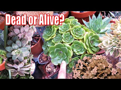 WHICH SUCCULENTS ARE STRONG AND WEAK