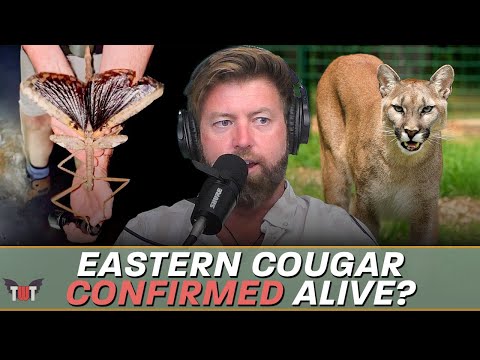 Eastern Cougar Found, Autralia's Heaviest Insect Discovered, and Bucket List Trips