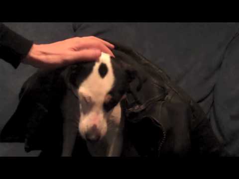 Monica da Silva Trio - Studio dingetje